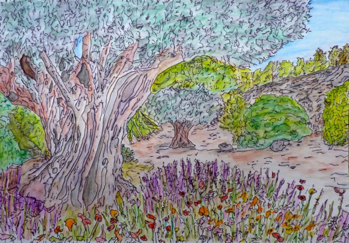 Lavender and Olive Trees, ink and watercolour